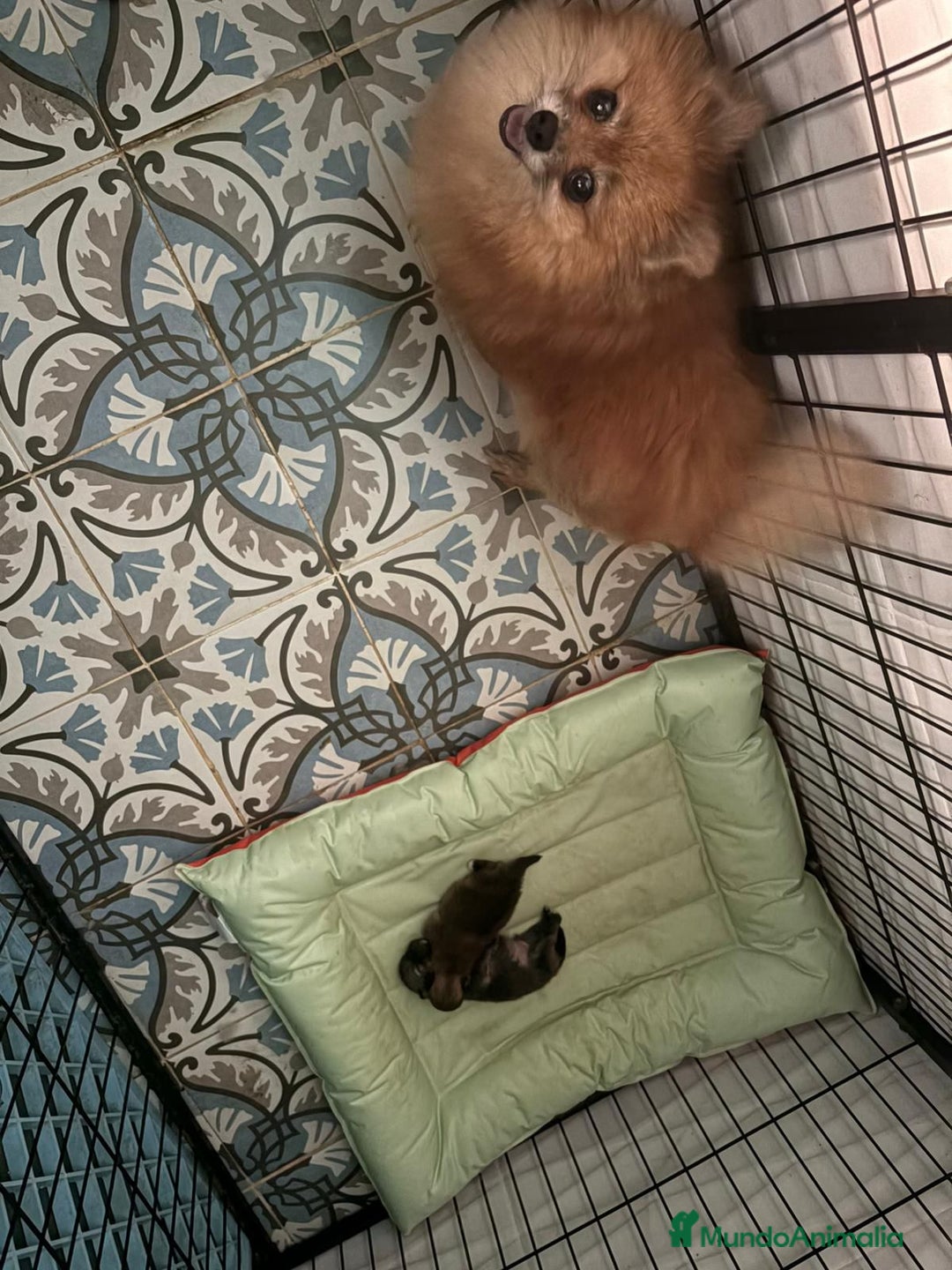 Pomerania perros en venta: Lulu pomerania mini toy  - Imagen 1