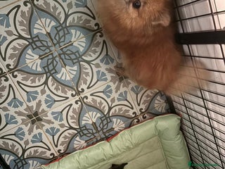 Pomerania perros - Anuncio 38