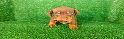 Teckel Miniatura perros en venta: teckel miatura - Anuncio 6