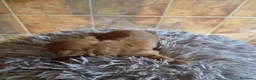 Maltipoo perros en venta: Maltipoo  - Anuncio 3