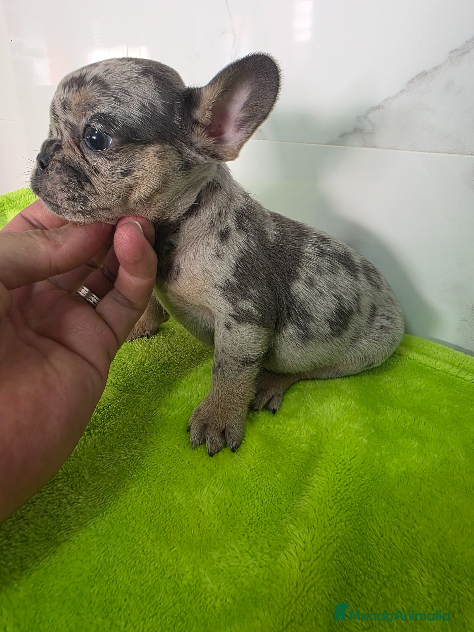 Bulldog Francés perros en venta: Frenchis exoticos  - Anuncio 9