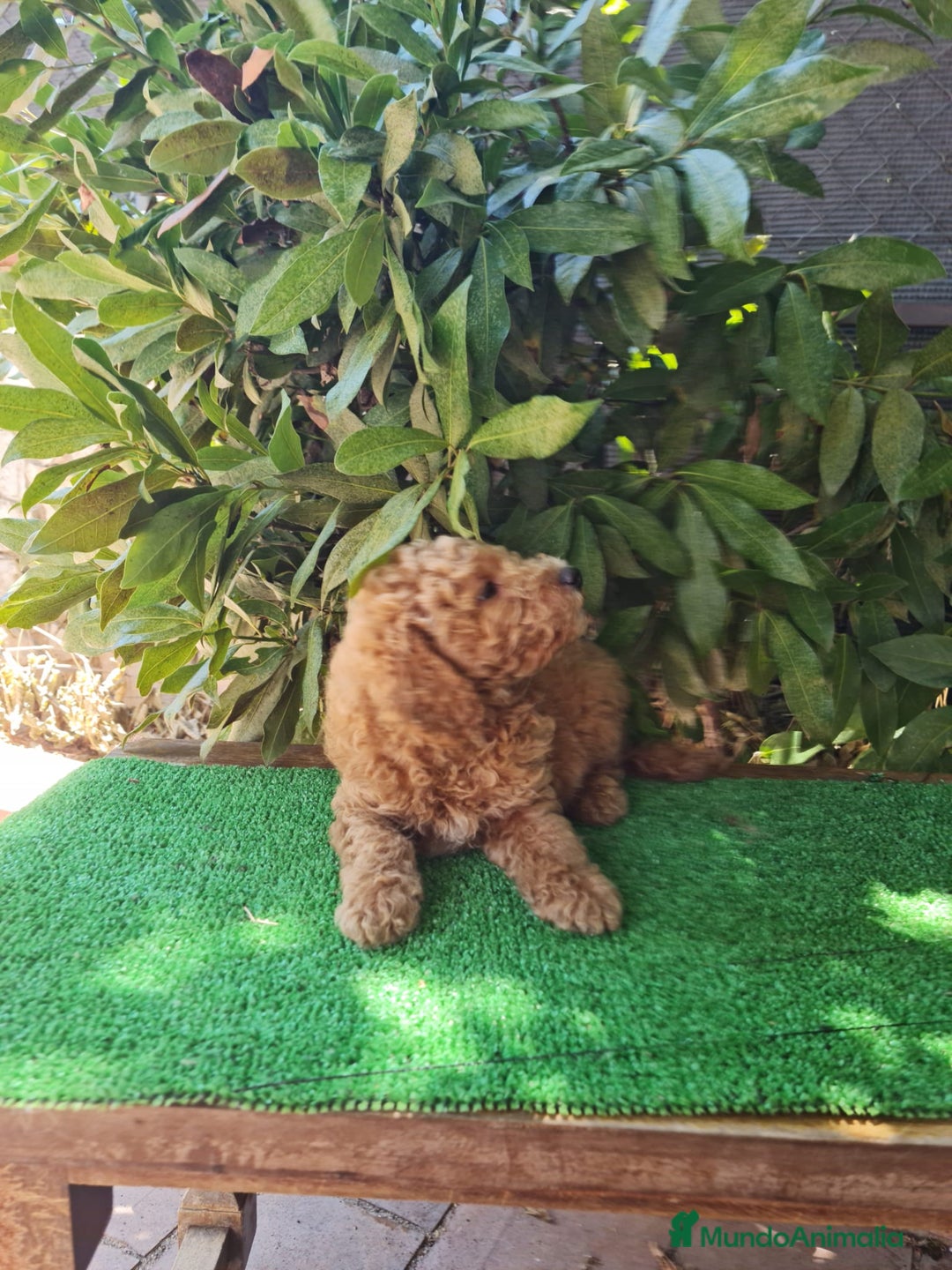 Caniche Enano perros en venta: Caniche enanos machos  - Imagen 6