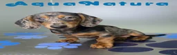 Teckel perros en venta: Teckel Macho de Kily y Luisiño 8171 - Anuncio 1