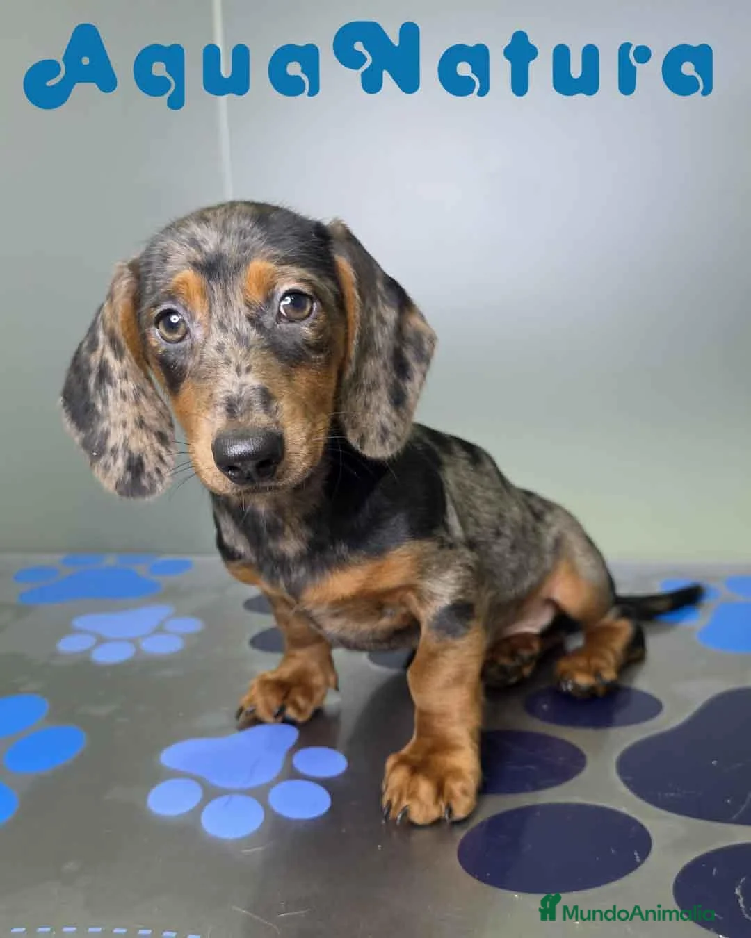 Teckel perros en venta: Teckel Macho de Kily y Luisiño 8171 - Anuncio 1