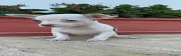 Chihuahua perros en venta: CHIHUAHUA MACHO  - Anuncio 9