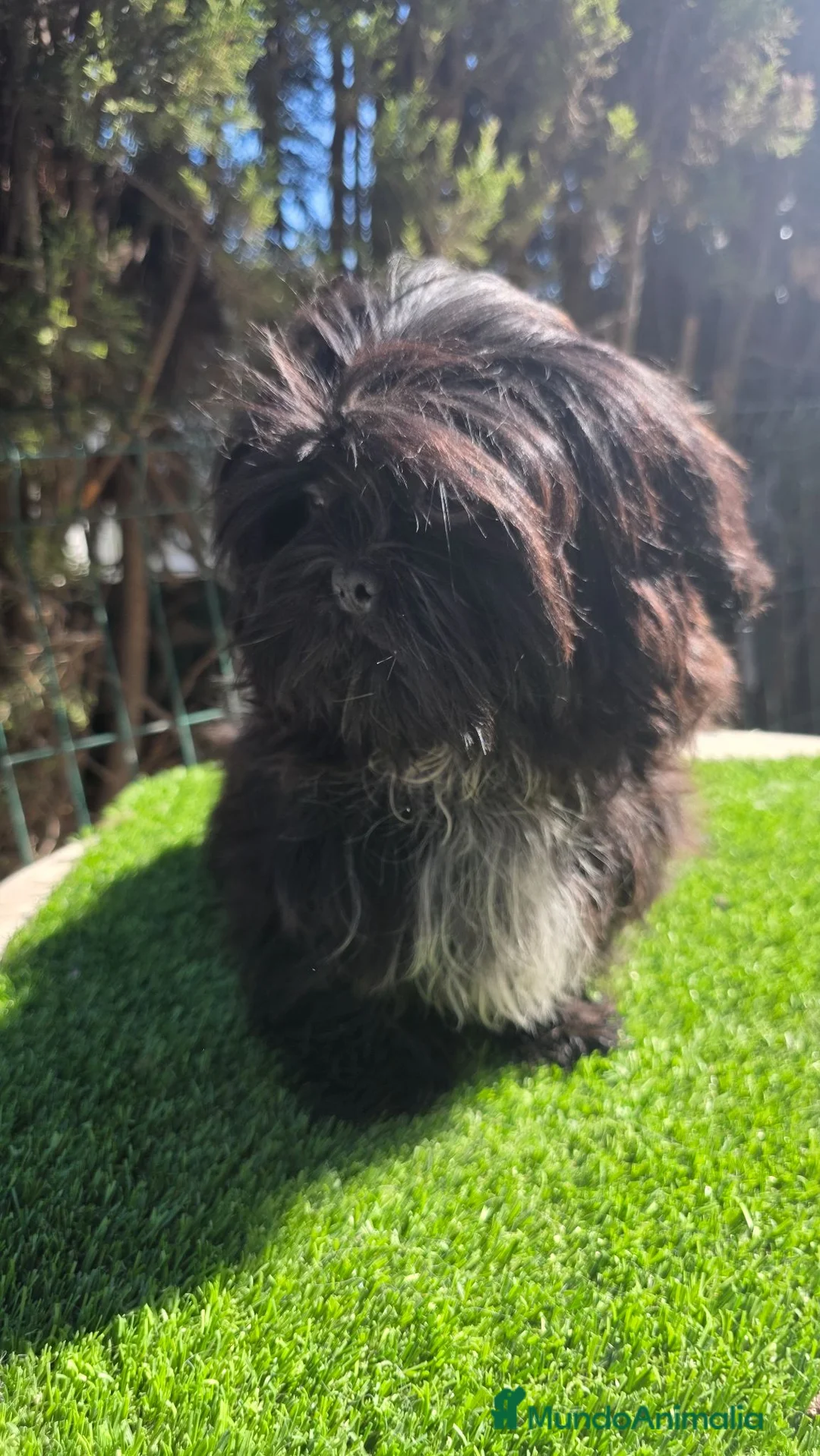 Shih Tzu perros en venta: Shih-Tzu Mini Imperial .Calidad Premium Exclusivos - Anuncio 3