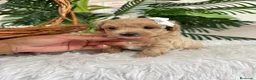 Maltipoo perros en venta: MALTIPOO MACHOS  - Anuncio 17