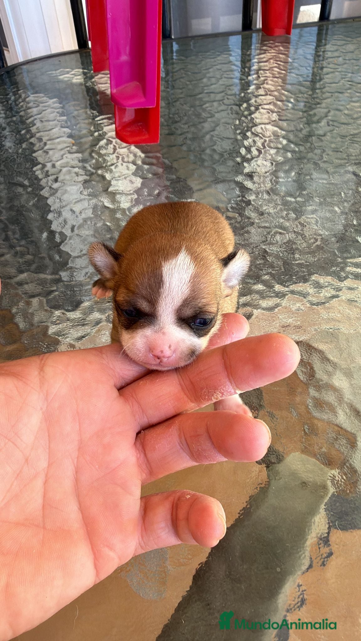 Chihuahua perros Chihuahua toy  - Anuncio 1