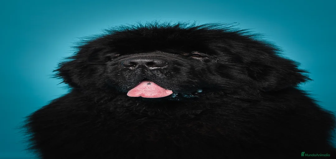 Imagen de galería {{count}}