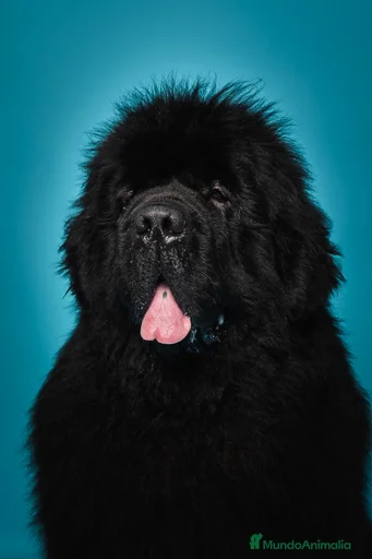 Imagen de galería {{count}}