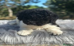 Perro de Agua Español perros en venta: PERRO DE AGUA ESPAÑOL - Imagen 4