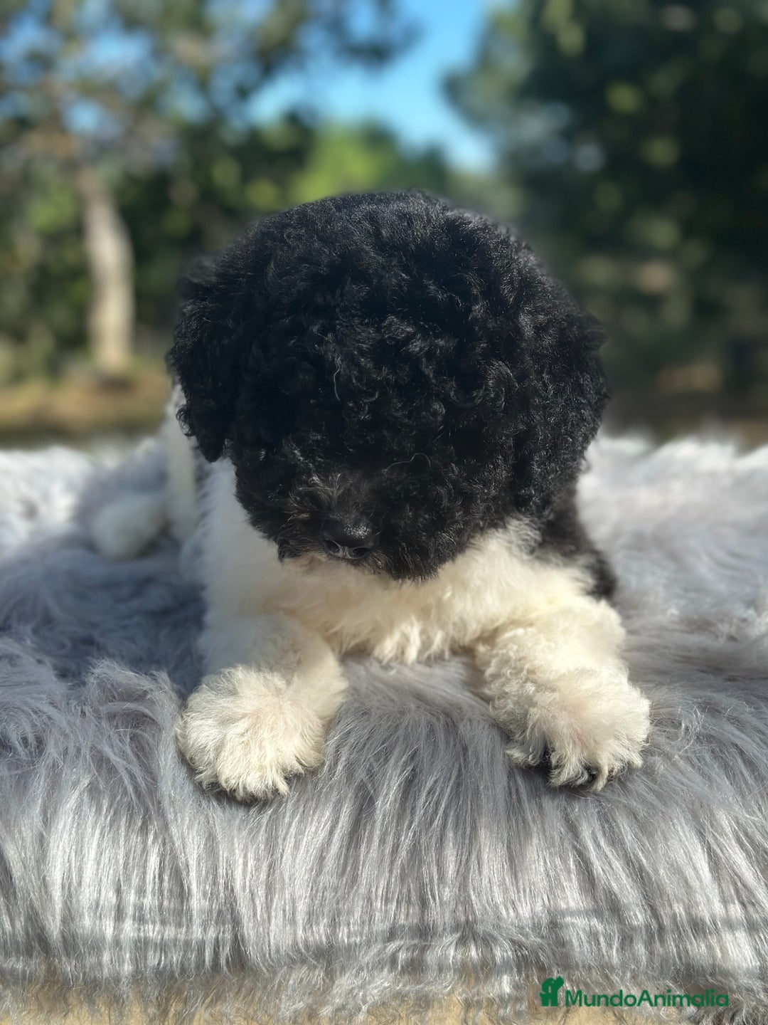 Perro de Agua Español perros en venta: PERRO DE AGUA ESPAÑOL - Imagen 4