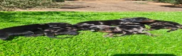 Teckel Miniatura perros en venta: TECKEL MINIATURA EN SEVILLA - Anuncio 8
