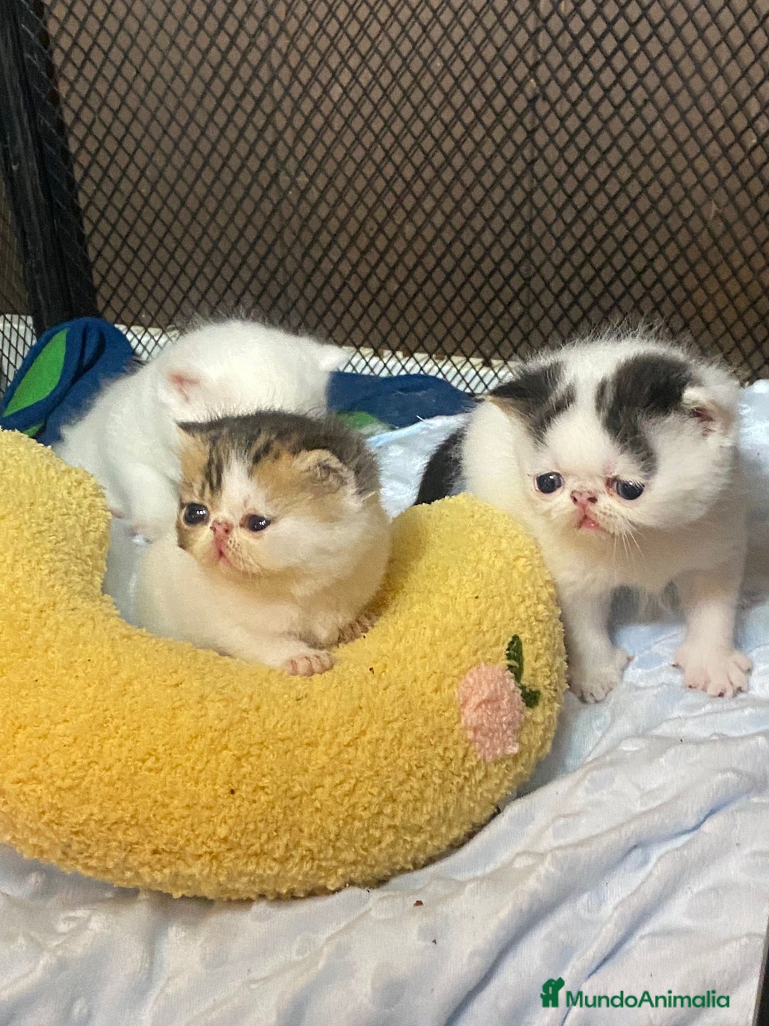 Persa gatos en venta: Camada exótica - Anuncio 8