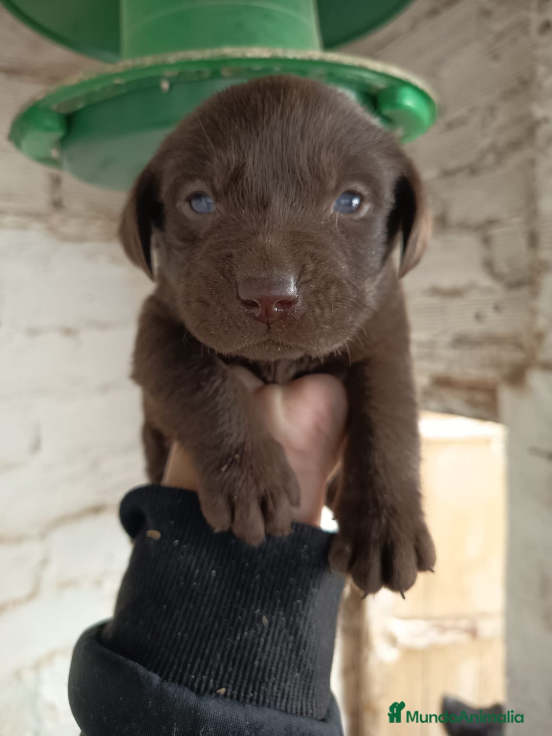 Labrador Retriever perros en venta: Labrador retriever chocolate  - Anuncio 1