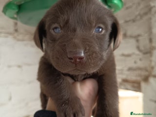 Labrador Retriever perros Labrador retriever chocolate - Anuncio 1