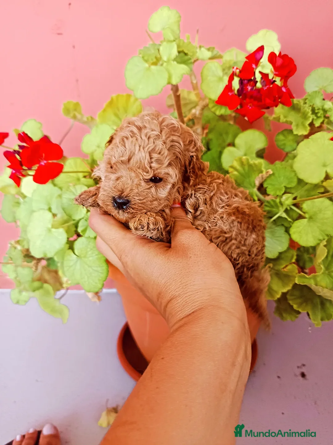 Caniche Toy perros en venta: Caniche toy - Imagen 4