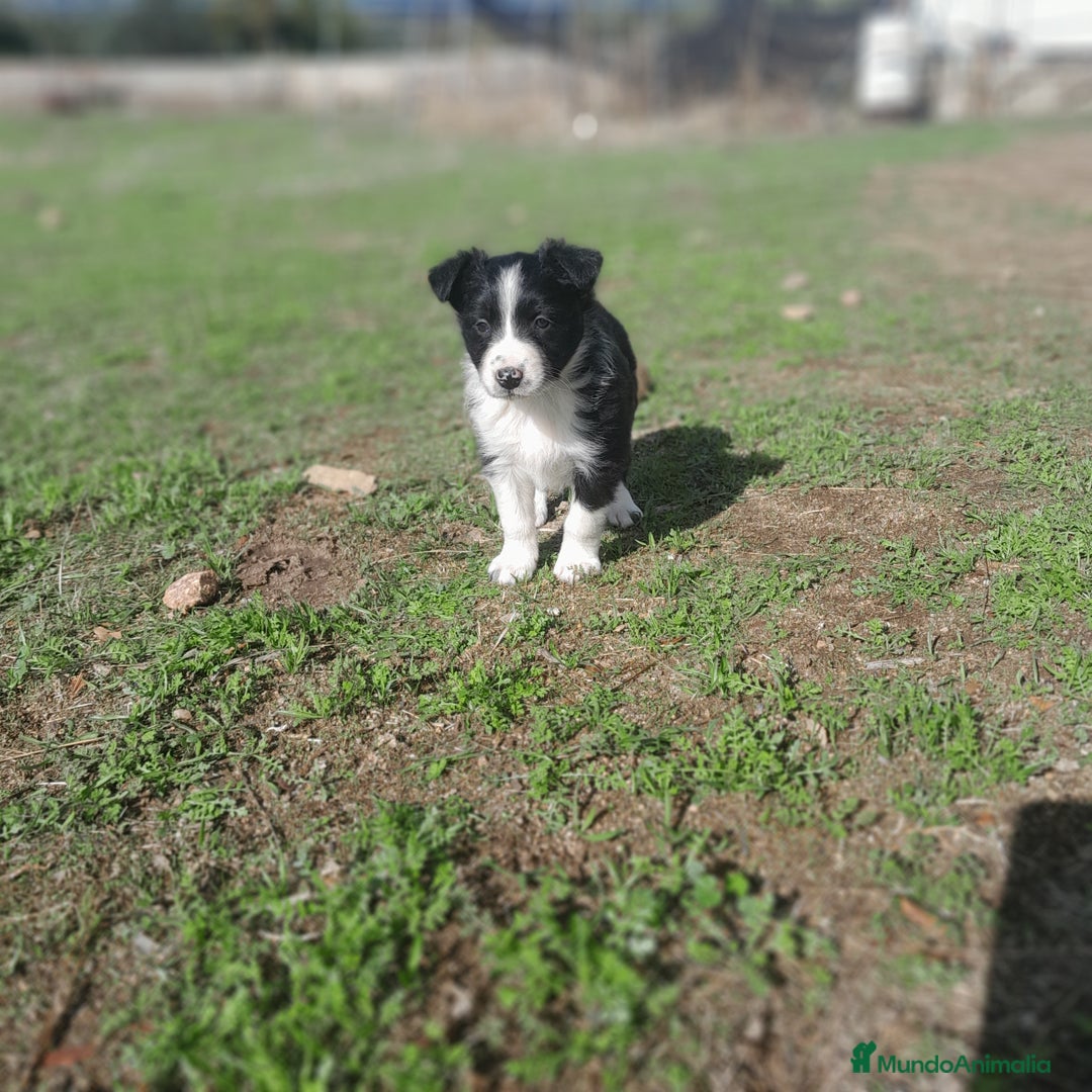 Border Collie perros en venta: BORDER COLLIE - Imagen 3
