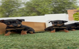 Pinscher Miniatura perros en venta: Pinscher - Imagen 37