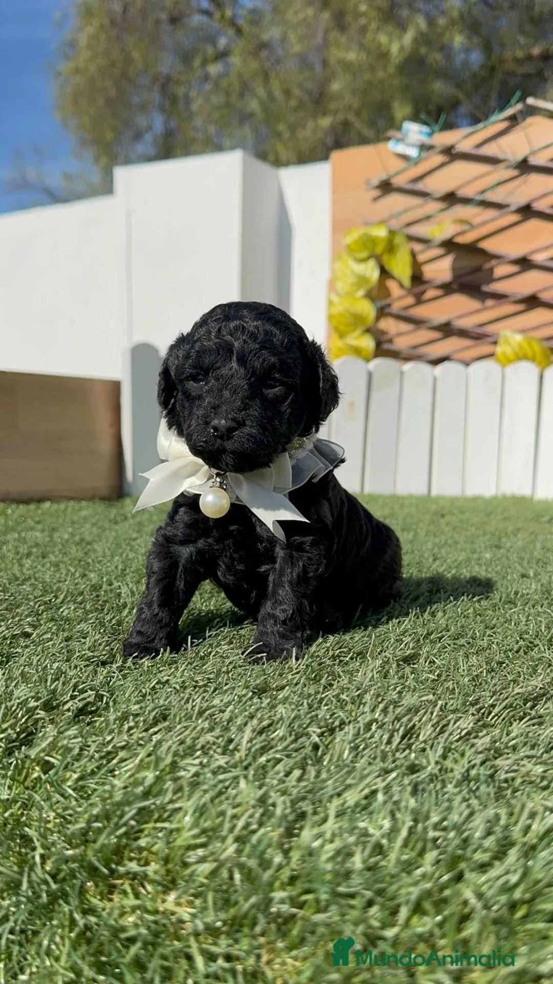 Caniche Toy perros en venta: CANICHE TOY - Anuncio 2