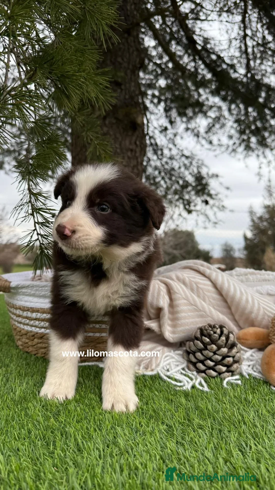 Border Collie perros en venta: BORDER COLLIE CHOCOLATE - Anuncio 1
