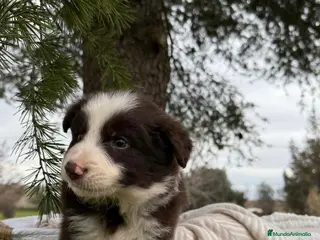 Border Collie perros BORDER COLLIE CHOCOLATE - Anuncio 1