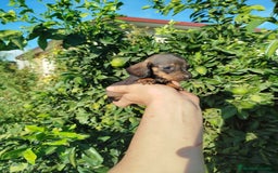 Teckel Miniatura perros en venta: Teckel mini  - Imagen 3