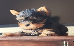 Yorkshire Terrier perros en venta: Yorkshire terrier  - Anuncio 3