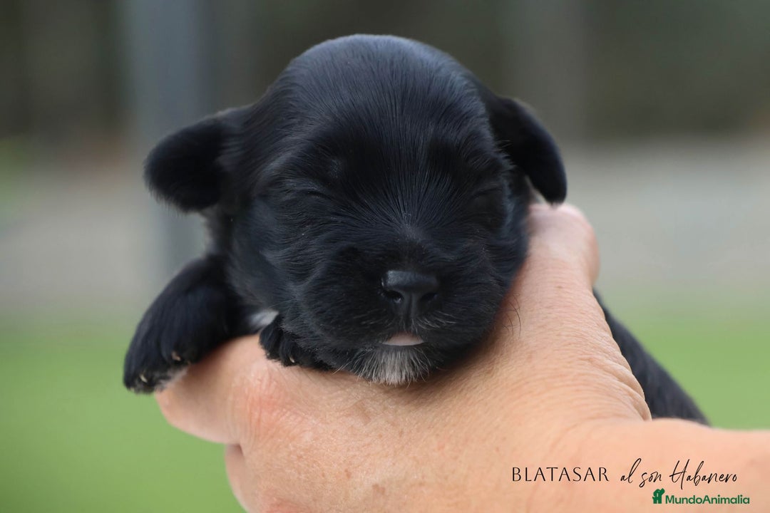 Bichón Habanero perros en venta: Camada de los Reyes Magos - Anuncio 20