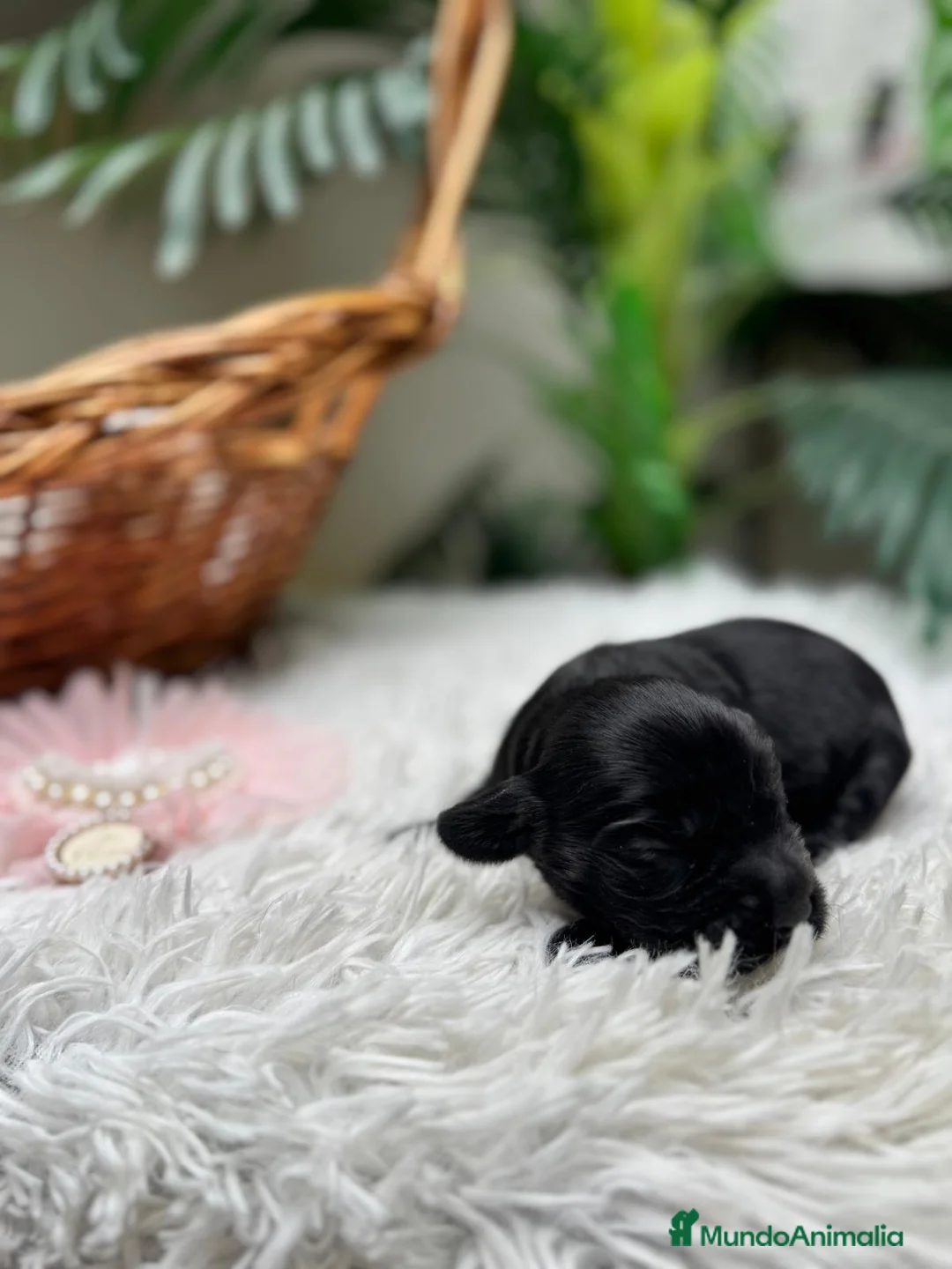 Cocker Spaniel Inglés perros en venta: COCKER HEMBRA - Anuncio 6