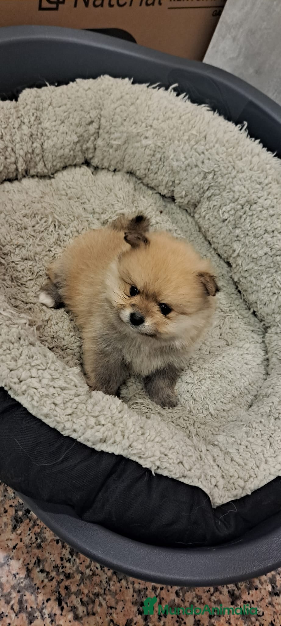 Pomerania perros Pomerania línea rusa toy super chatos  - Anuncio 3