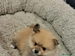 Pomerania perros Pomerania línea rusa toy super chatos - Anuncio 3