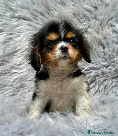 Cavalier King Charles Spaniel perros en Barcelona - Anuncio 15