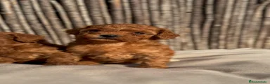 Caniche Toy 1