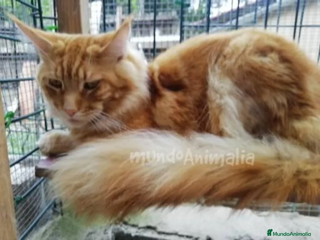 Imagen de galería {{count}}