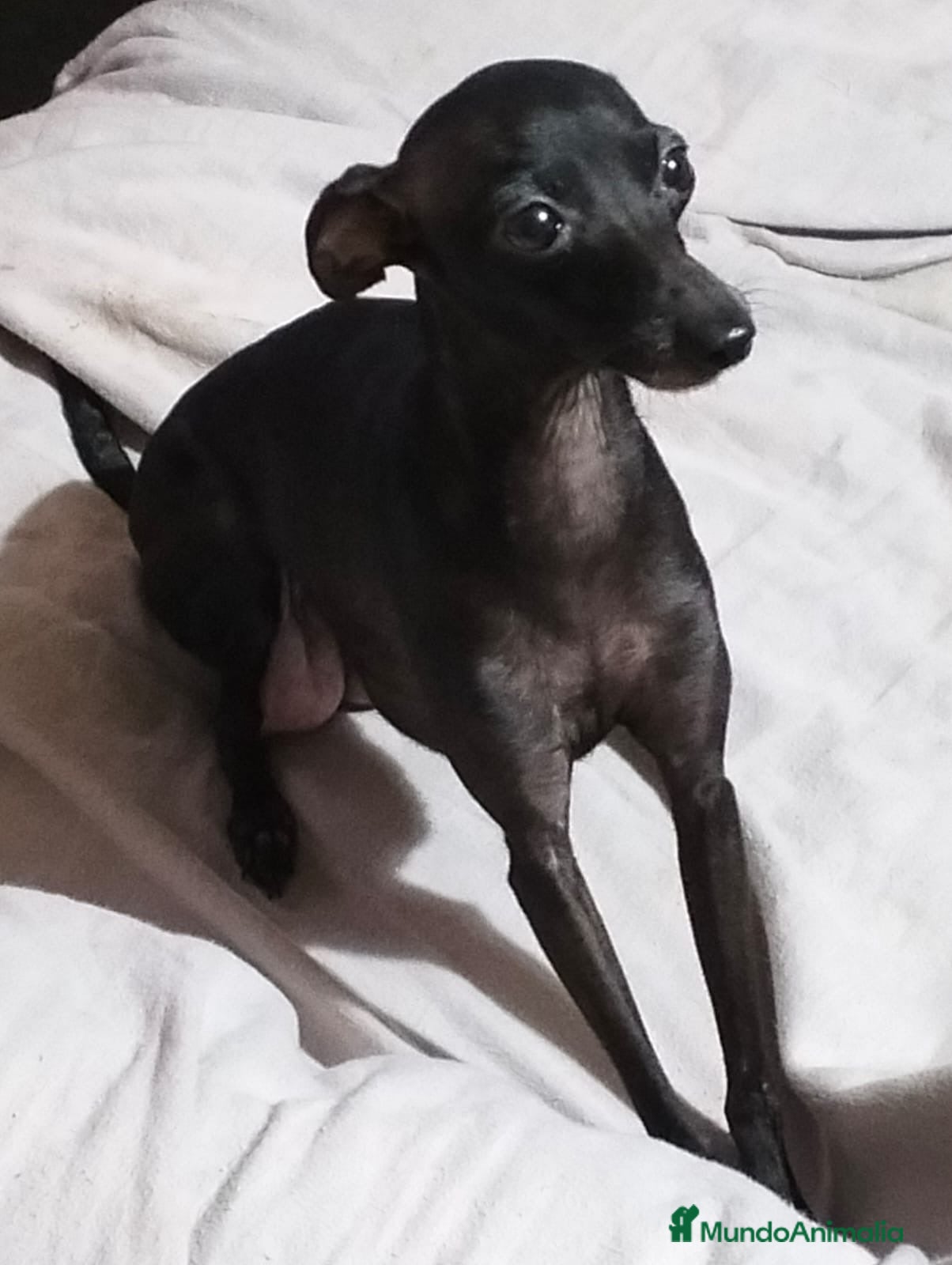 Pequeño Lebrel Italiano perros en venta: Exclusivos Cachorros Piccolo Italiano Negros - Anuncio 1