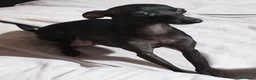 Pequeño Lebrel Italiano perros en venta: Exclusivos Cachorros Piccolo Italiano Negros - Anuncio 1