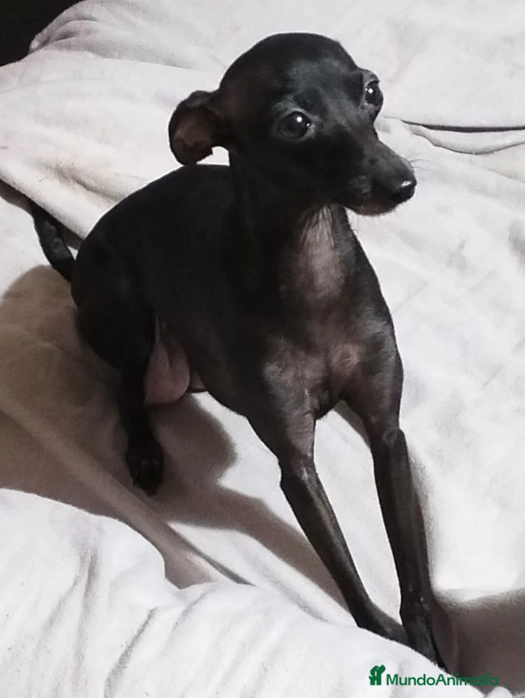 Pequeño Lebrel Italiano perros en venta: Exclusivos Cachorros Piccolo Italiano Negros - Anuncio 1