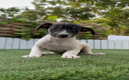 Ratonero Bodeguero Andaluz perros en venta: BODEGUERO ANDALUZ - Imagen 22