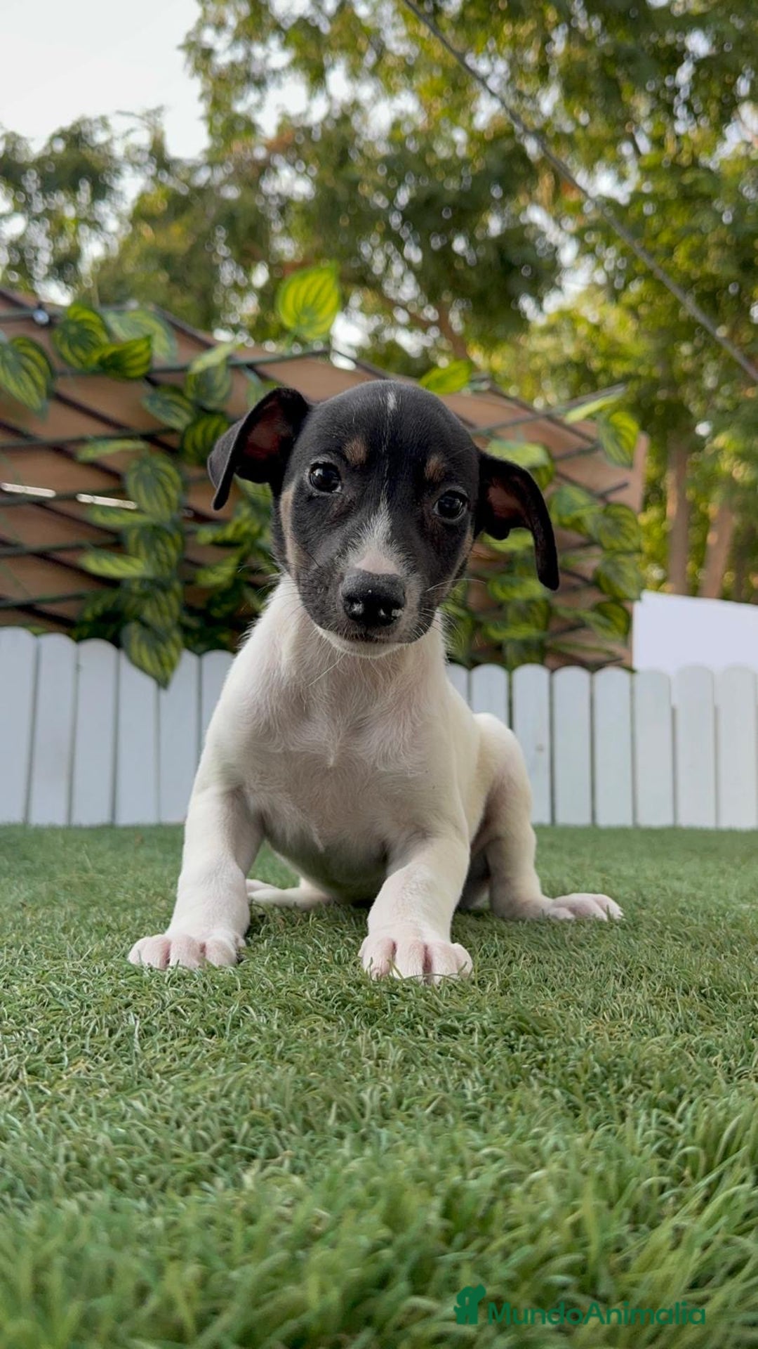 Ratonero Bodeguero Andaluz perros en venta: BODEGUERO ANDALUZ - Imagen 22