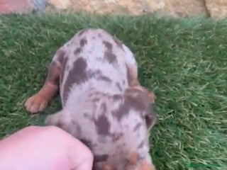 Teckel Miniatura perros Teckel Mini Arlequin - Anuncio 13