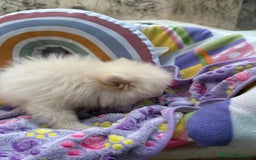 Pomerania perros en venta: Lulu pomerania toy  - Imagen 9