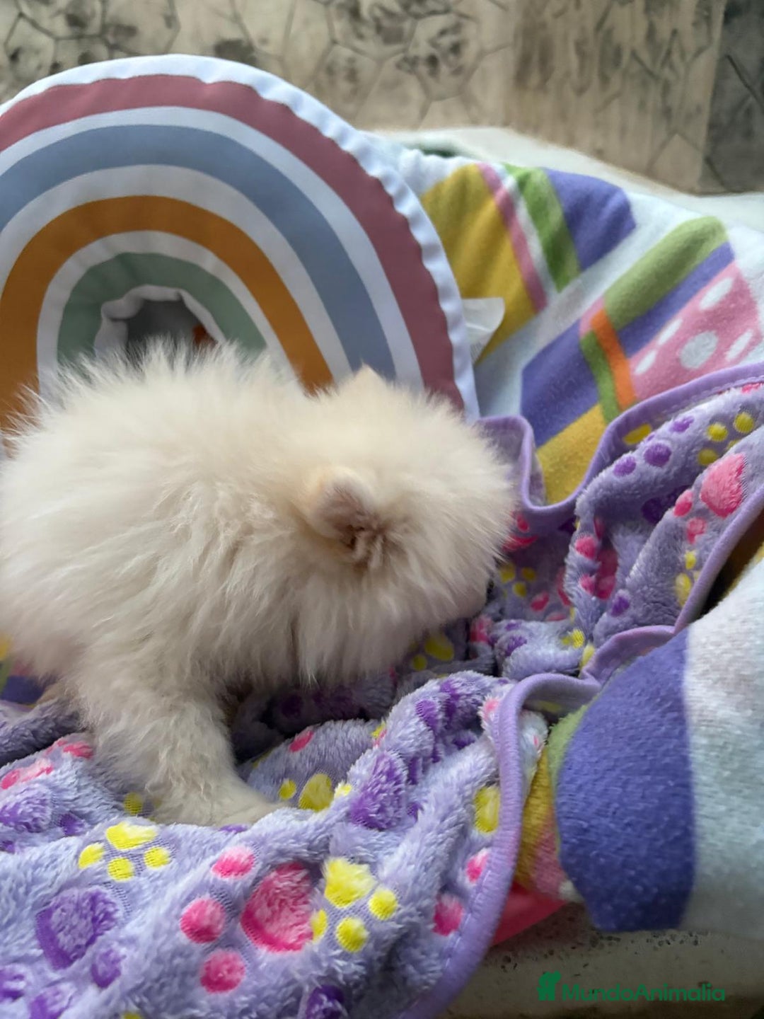 Pomerania perros en venta: Lulu pomerania toy  - Imagen 9