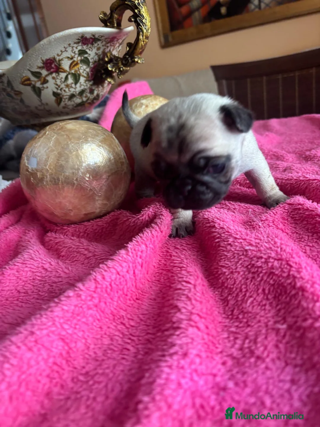 Carlino - Pug perros en venta: Cachorros de carlino  - Anuncio 17
