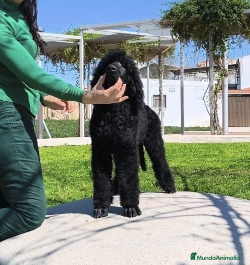 Caniche Gigante perros Caniche gigante  - Anuncio 1