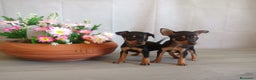 Pinscher Miniatura perros en venta: Cachorritos de Pinscher Miniatura 🐾 - Anuncio 1
