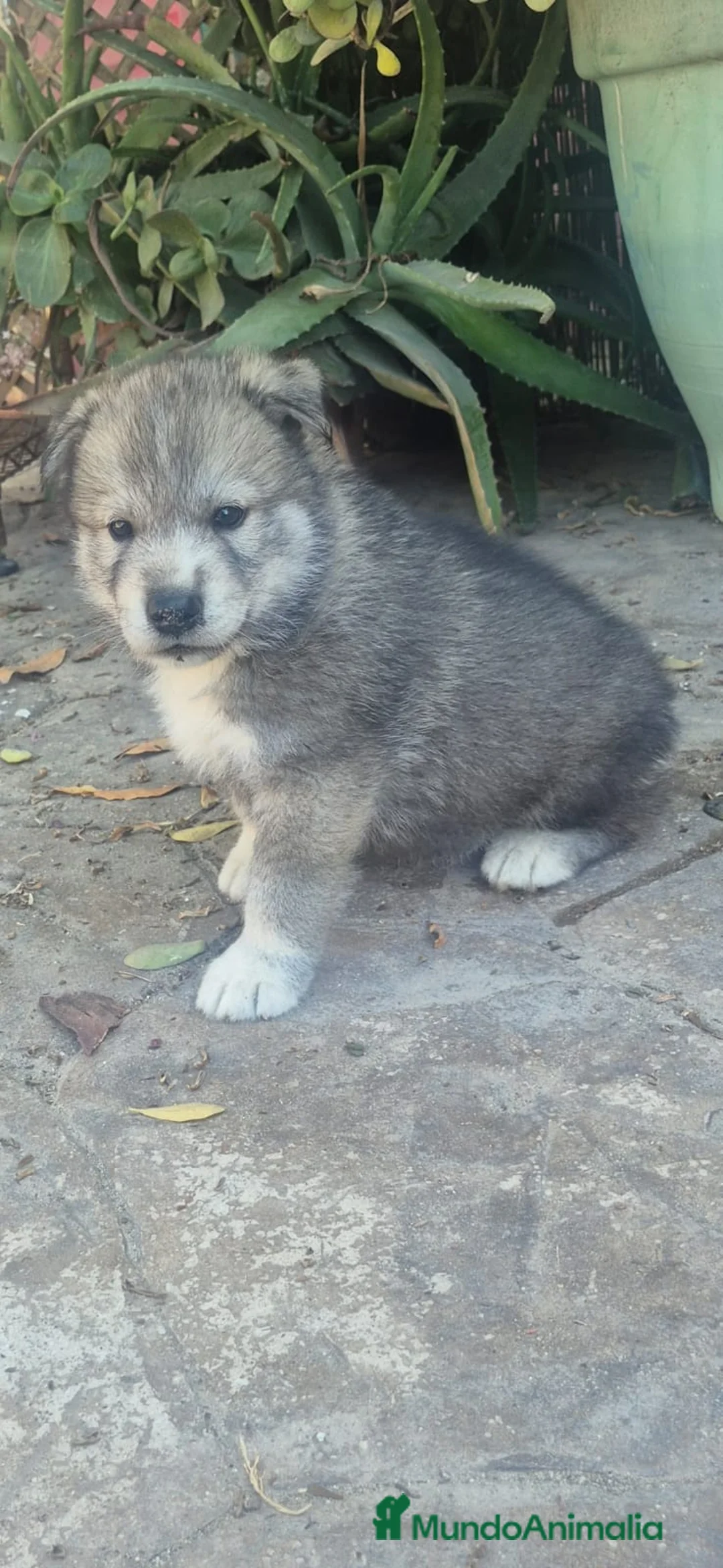 Husky Siberiano perros en venta: Preciosos husky siberianos 🐶🐾🔥 - Anuncio 8