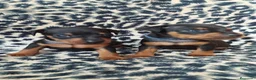 Pinscher Miniatura perros en venta: PINSCHER TOY  - Anuncio 2