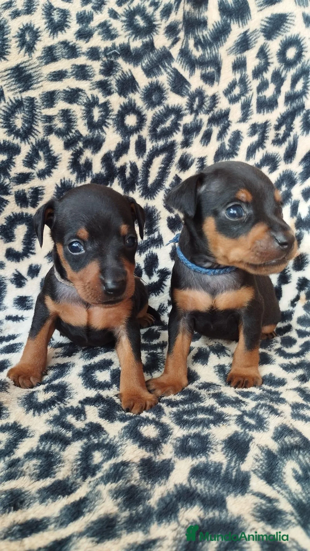 Pinscher Miniatura perros en venta: PINSCHER TOY  - Anuncio 2