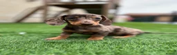 Teckel perros en venta: Teckel Arlequin  - Anuncio 1